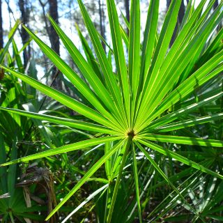Extract de saw palmetto